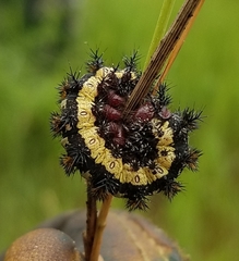 Hemileuca nevadensis