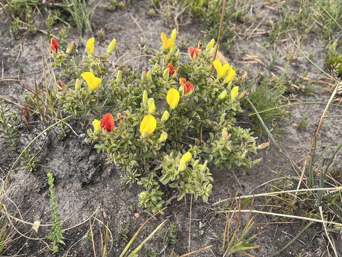 Fat Silverpod (Argyrolobium pachyphyllum)