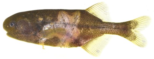 Stappers's elephantfish (Pollimyrus stappersii) — Mormyridae — 2