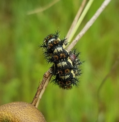 Hemileuca nevadensis