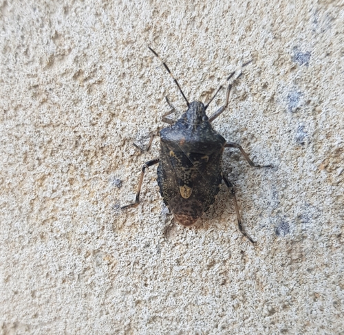 Rhaphigaster nebulosa
