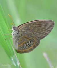 Neonympha areolatus