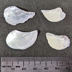 Heteroclidus punctatus