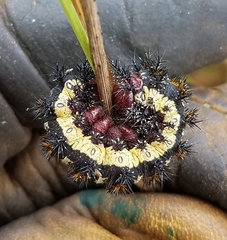 Hemileuca nevadensis