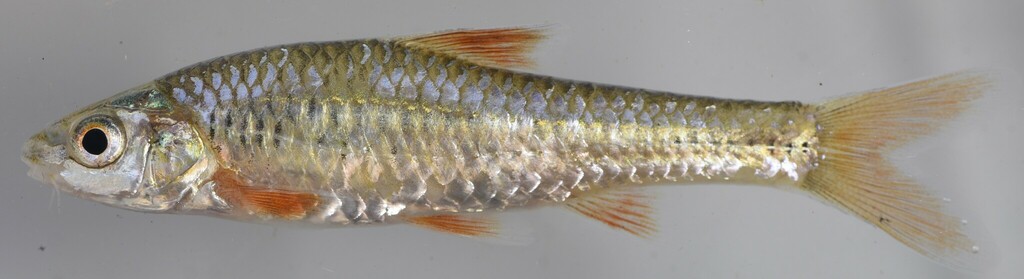 Bellcross barb (Clypeobarbus bellcrossi) — Cyprinidae