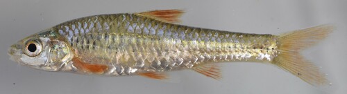 Bellcross barb (Clypeobarbus bellcrossi) — Cyprinidae