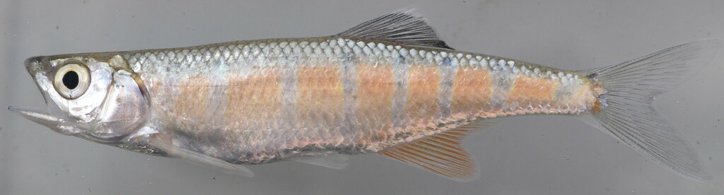 Lake Tanganyika minnow (Opsaridium leleupi) — Cyprinidae