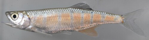 Lake Tanganyika minnow (Opsaridium leleupi) — Cyprinidae