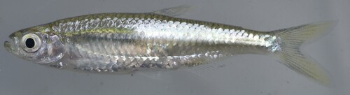 Slender robber (Rhabdalestes rhodesiensis) — Alestidae — 4