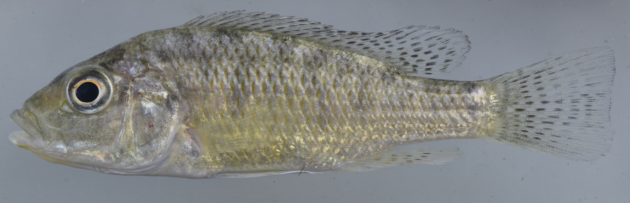 Green Bream photo 2