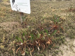 Limonium californicum