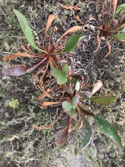 Limonium californicum