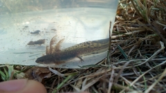 Ichthyosaura alpestris alpestris