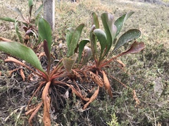 Limonium californicum