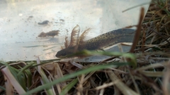 Ichthyosaura alpestris alpestris