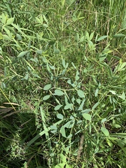 Baptisia australis