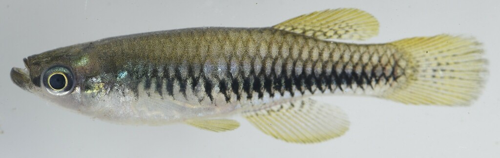 Lulua River Lampeye