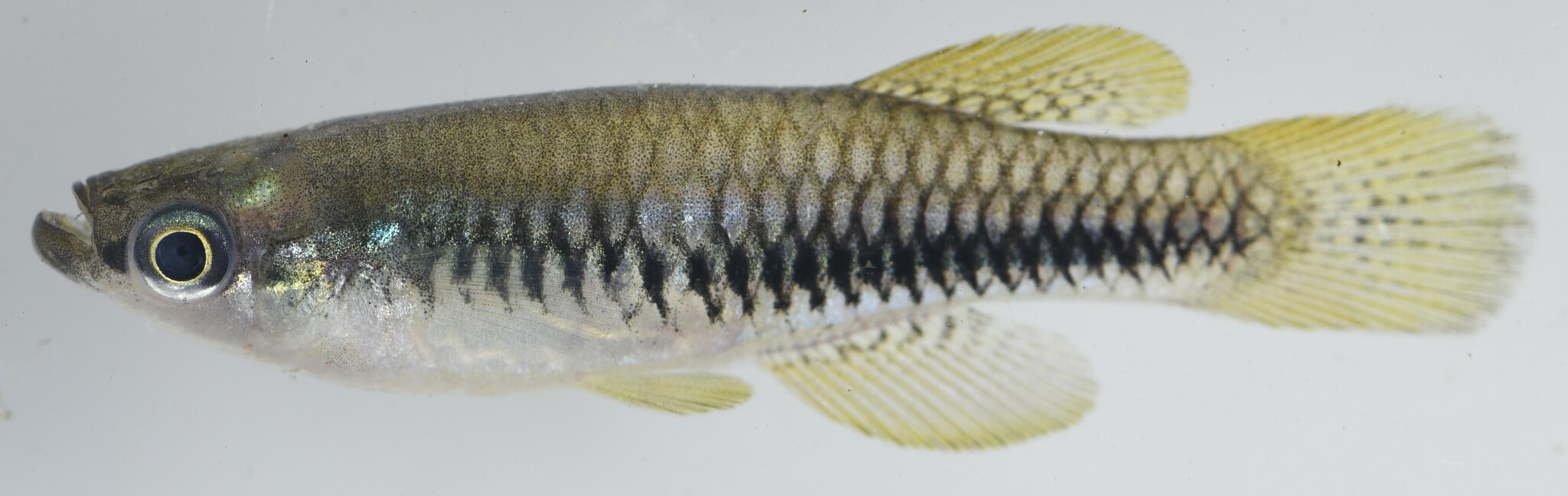 Lacustricola katangae