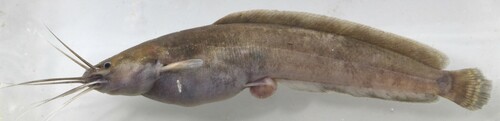 Dumeril's catfish (Clarias dumerilii) — Clariidae