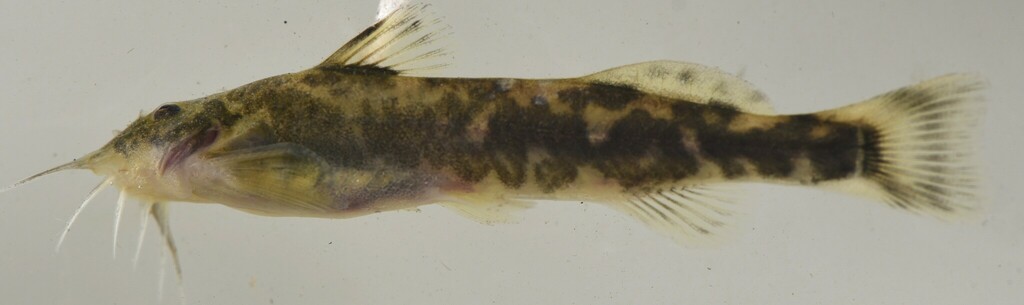 Sand catlet (Zaireichthys brevis) — Amphiliidae