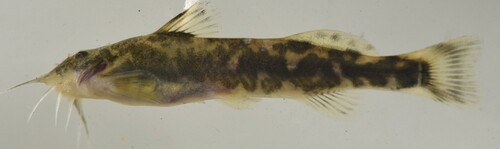 Sand catlet (Zaireichthys brevis) — Amphiliidae