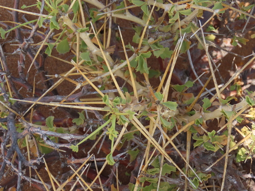 Image of Thorny Pelargonium (Pelargonium spinosum) by no rights reserved