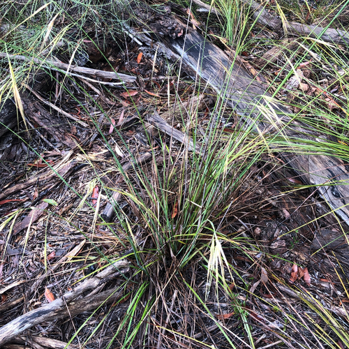 Image of Anisopogon avenaceus by (c) James K. Douch, some rights reserved (CC BY-SA)