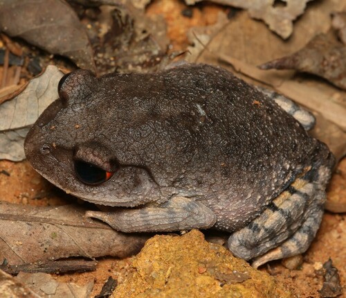 Vietnam Spadefoot Toad