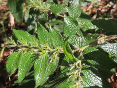 Lithospermum helleri