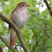 Common Nightingale - Photo (c) ward123, some rights reserved (CC BY-NC)