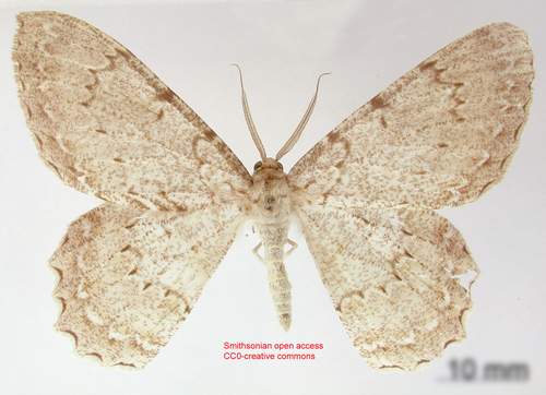 Epimecis akinaria