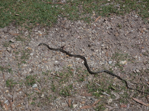 Common Tree Snake sighting