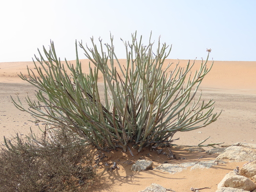 Euphorbia dregeana, photograph 4