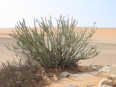 Euphorbia dregeana, photograph author not stated, no rights reserved