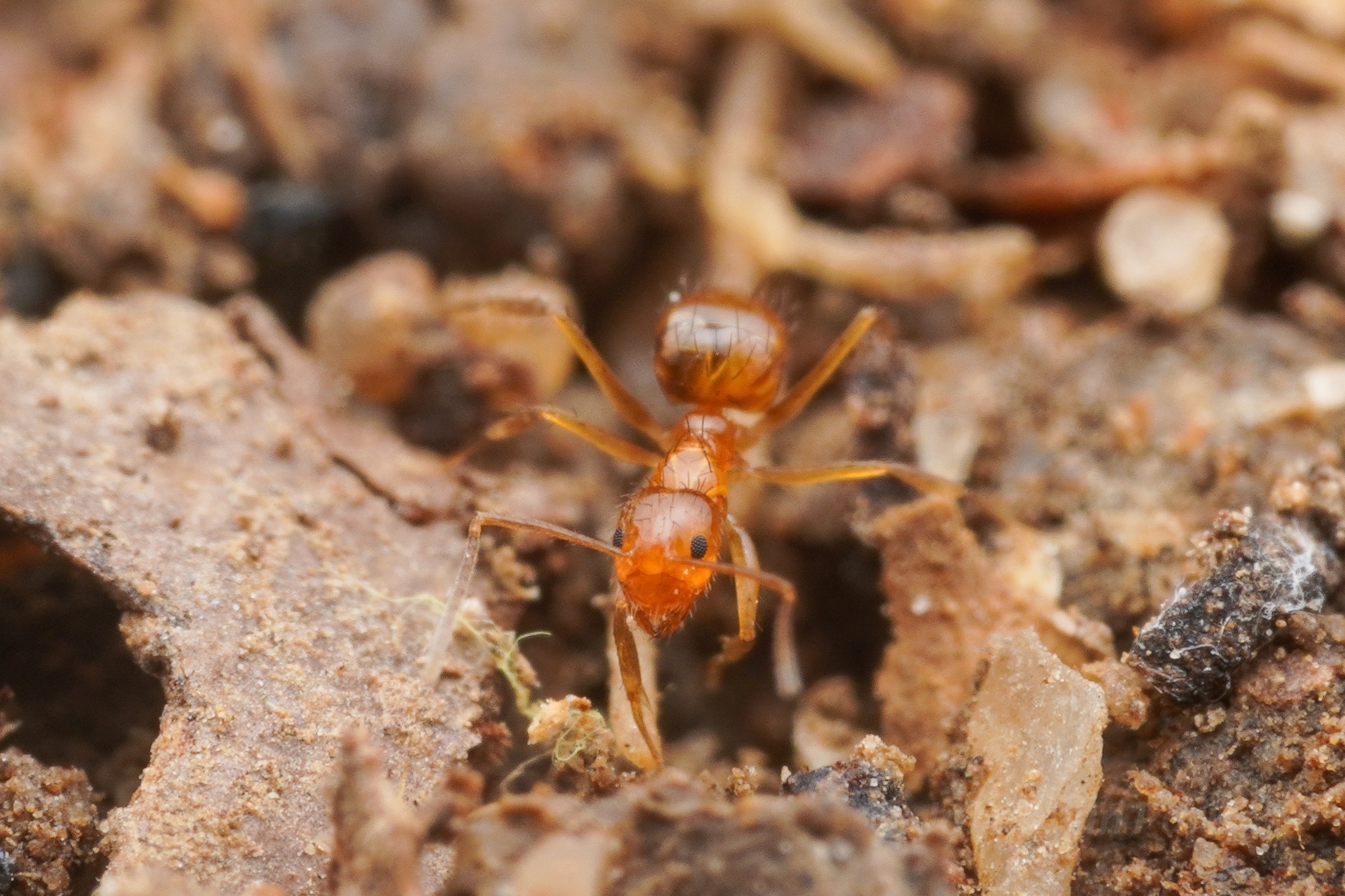 Nylanderia yaeyamensis