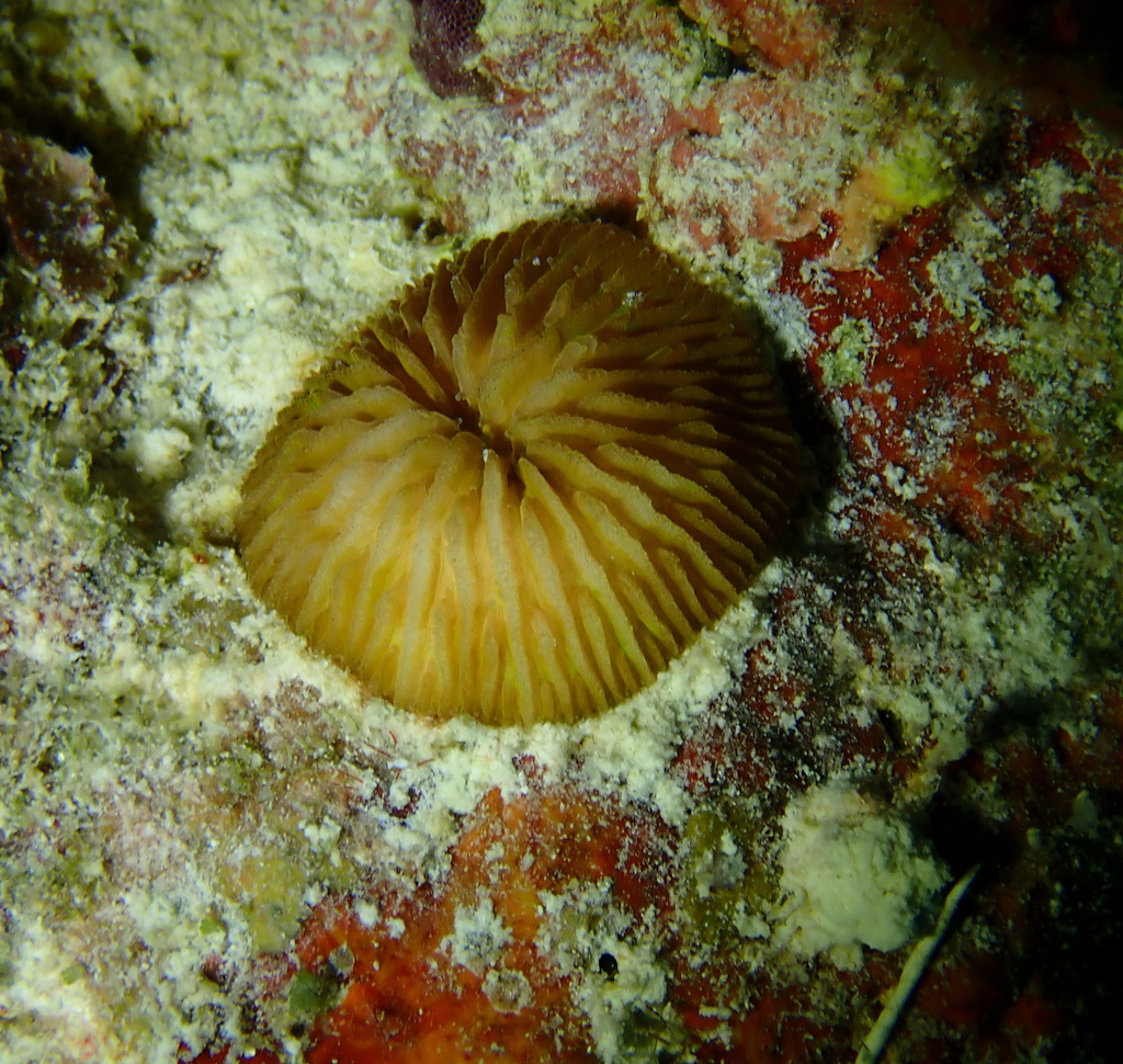 mushroom coral