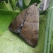 Achaea janata