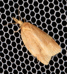 Clepsis clemensiana