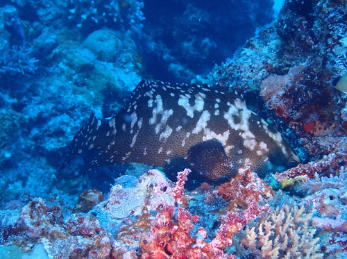 Camouflage Grouper