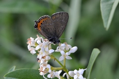 Satyrium pruni
