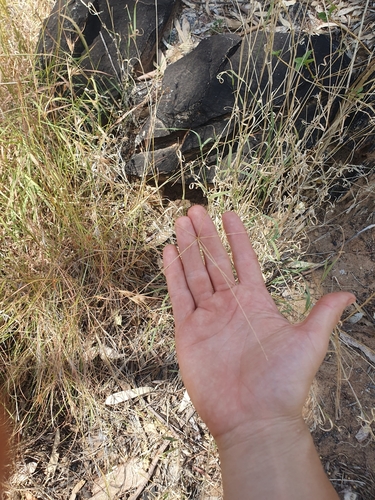 Enteropogon ramosus, photograph 5