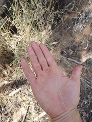 Enteropogon ramosus, photograph (c) maxark, some rights reserved (CC BY)
