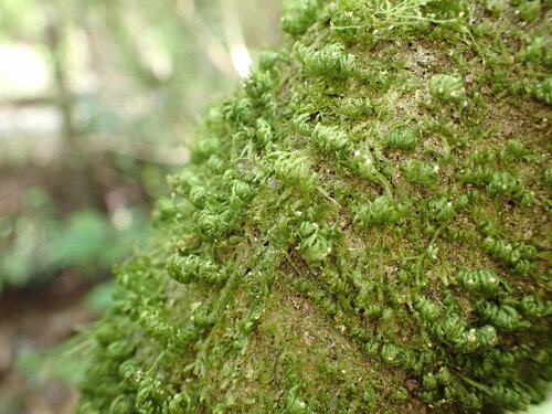 Image of Leptodon smithii by (c) Leon Perrie, some rights reserved (CC BY)
