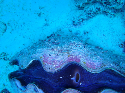 Smooth Giant Clam