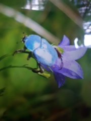 Hoplia coerulea
