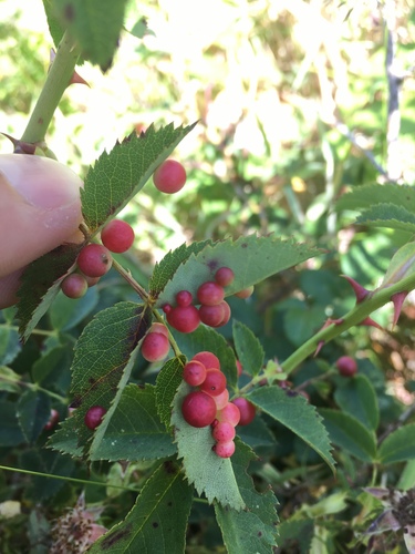Smooth Pea Gall Wasp