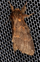 Peridea angulosa
