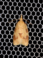 Cenopis saracana