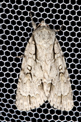 Acronicta lobeliae