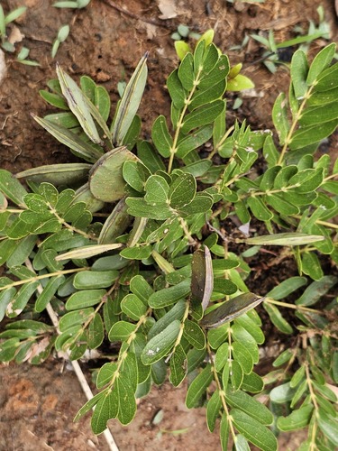 Cryptosepalum maraviense